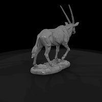 ant-230-gemsbok-female — thumbnail 5