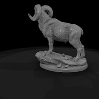 ww-0317-animal-desert-bighorn-ram — thumbnail 5