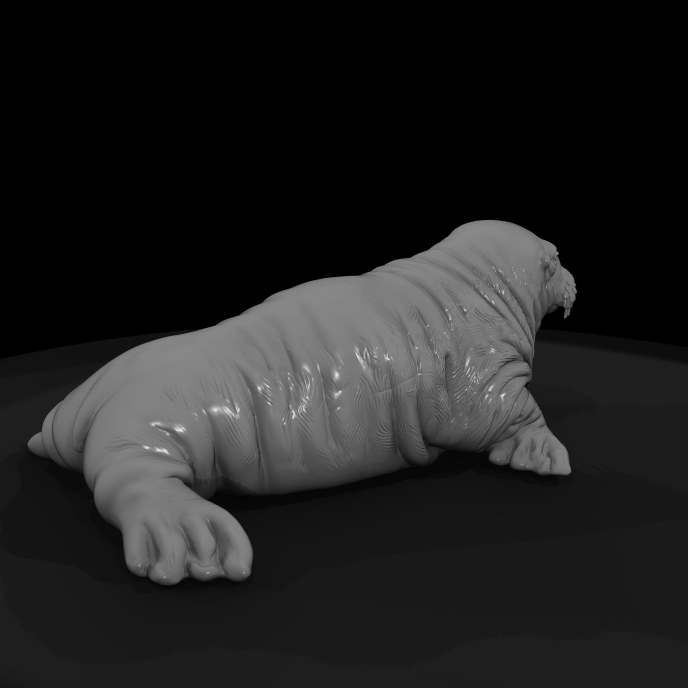 ant-144-walrus-adolescent