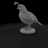 ww-0349-animal-gambel-s-quail — thumbnail 5
