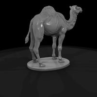 ant-214-dromedary-camel-male — thumbnail 5