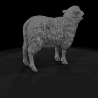 ww-0304-animal-ewe — thumbnail 5