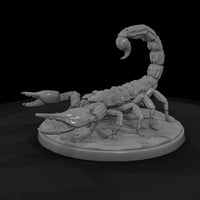 ww-0340-animal-desert-scorpion — thumbnail 5