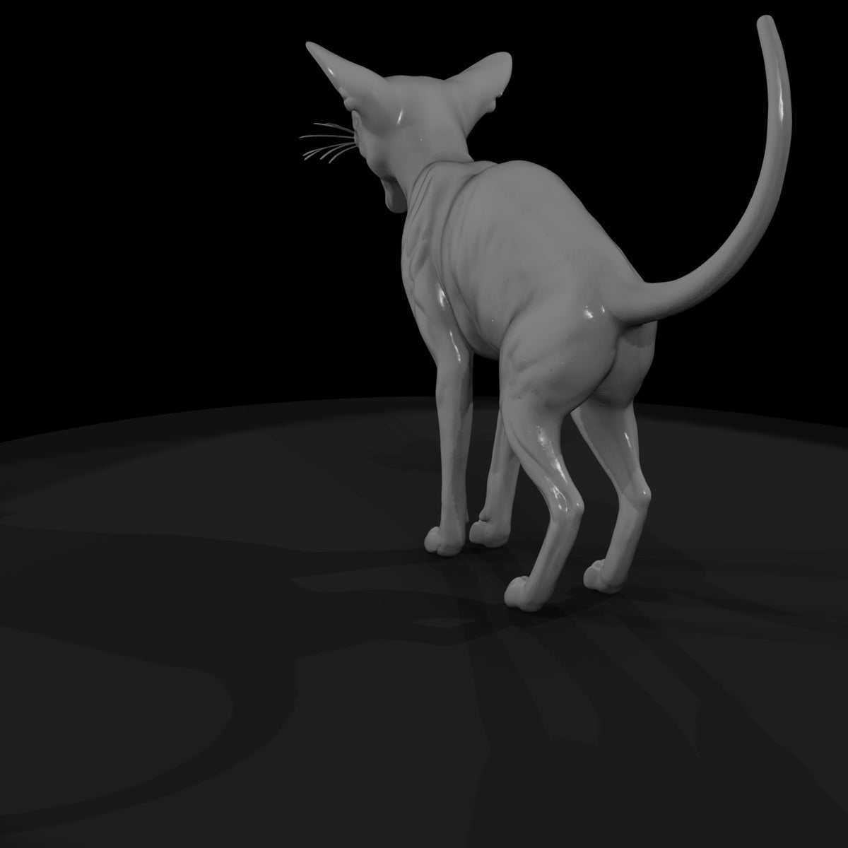 a-collection-of-housecats-oriental-5d71ca8c-meshre