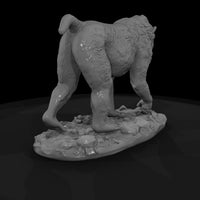 ant-107-mandrill-female — thumbnail 5