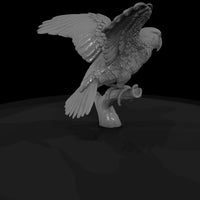 ant-133-eclectus-parrot-male — thumbnail 5