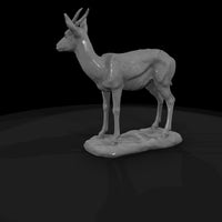ant-239-springbok-female — thumbnail 5