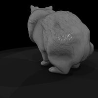 a-collection-of-housecats-persian-d66555ba-meshref — thumbnail 5