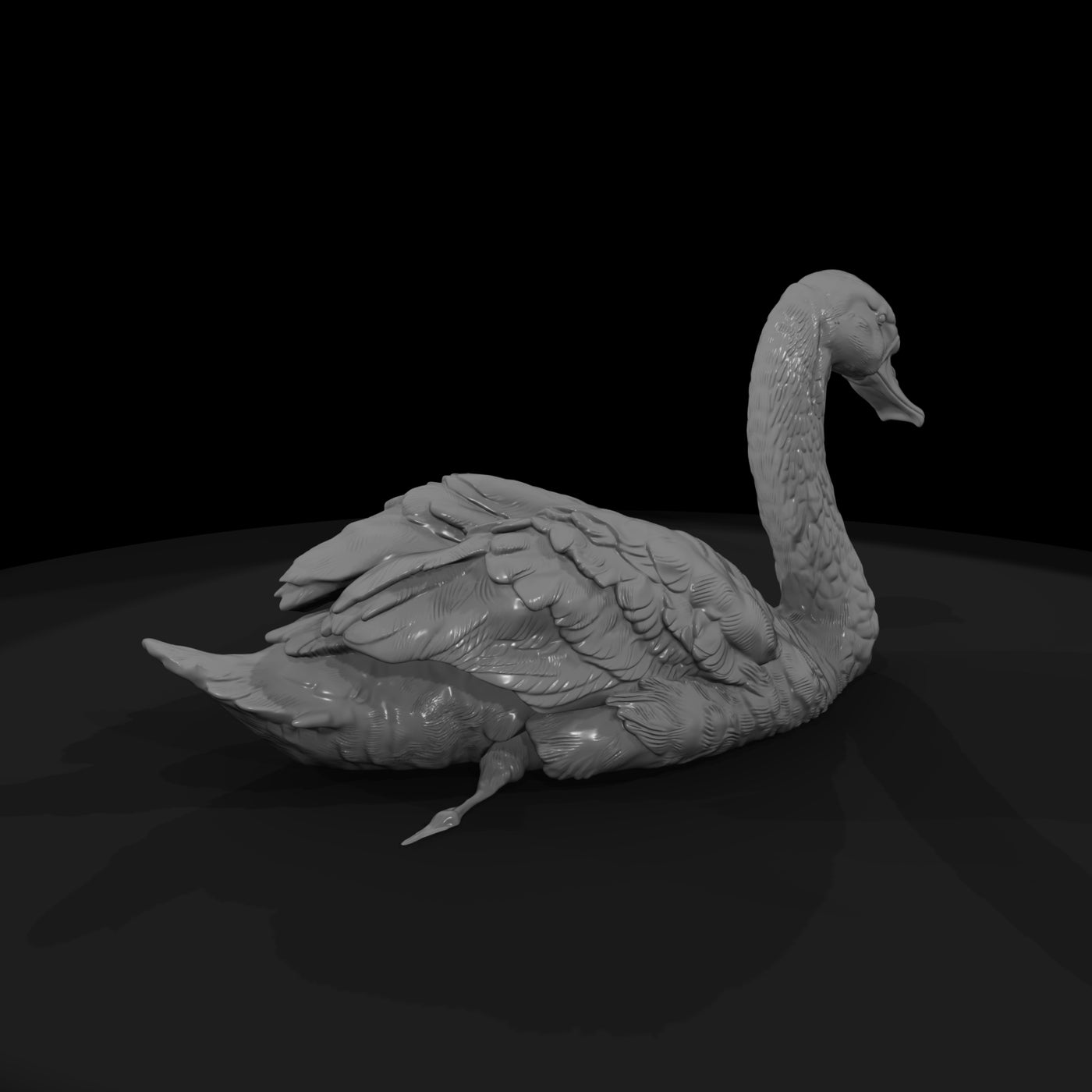 ant-122-mute-swan-female