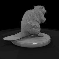 ant-188-beaver-female — thumbnail 5