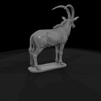 ant-232-sable-antelope-male — thumbnail 5