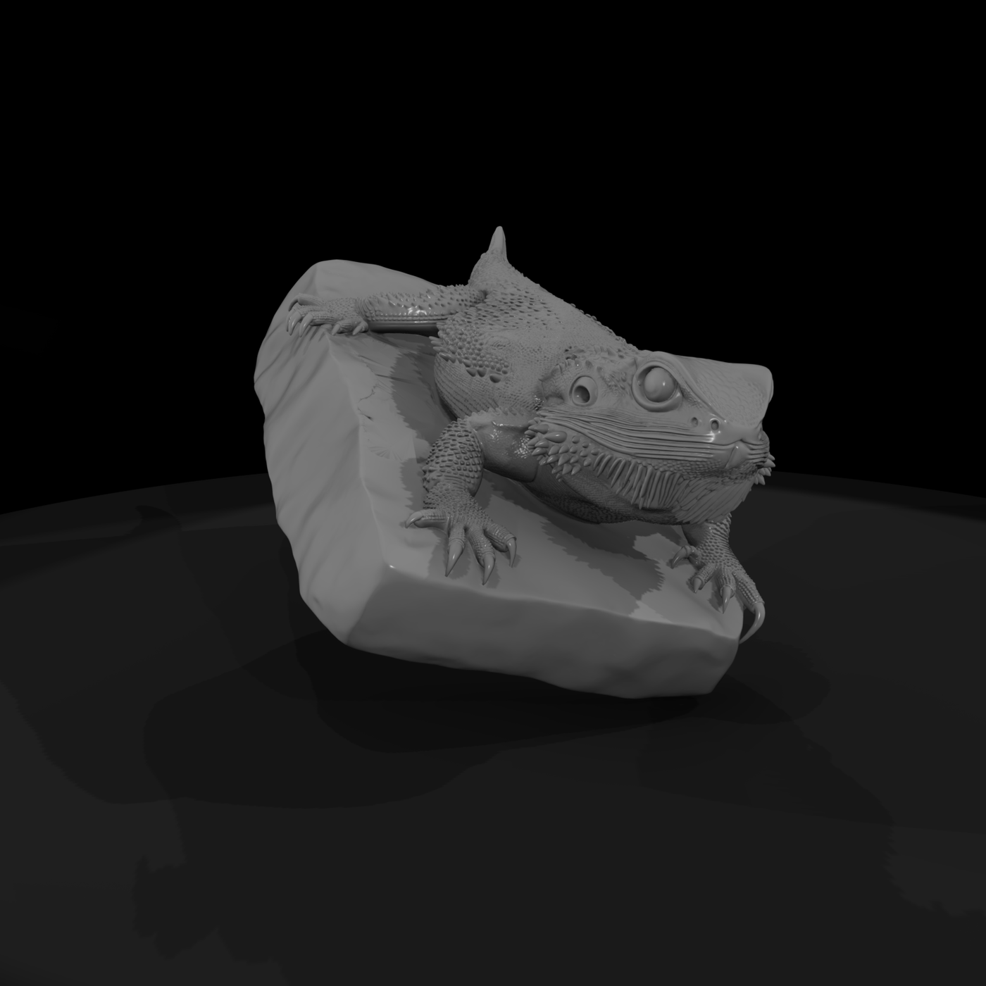 Bearded Dragon on Rock — Reptile