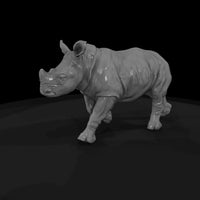 ant-033-white-rhinoceros-adolescent — thumbnail 5