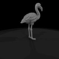 ant-129-greater-flamingo-adolescent — thumbnail 5