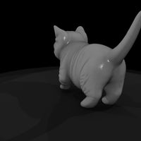 a-collection-of-housecats-munchkin-e876df2e-meshre — thumbnail 5