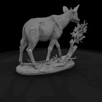 ant-251-okapi-female — thumbnail 5