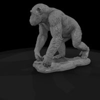 ant-193-chimpanzee-male — thumbnail 5