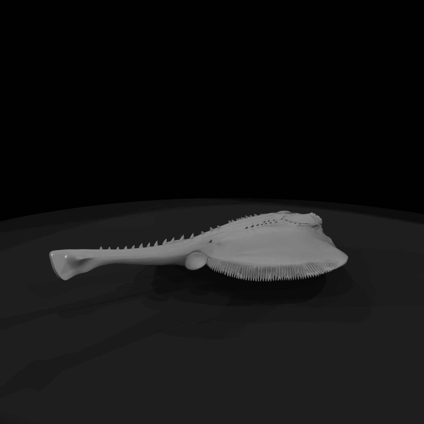 Detailed Stingray & Display