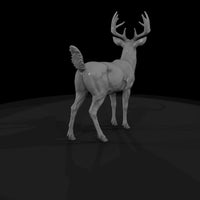 ant-070-white-tailed-deer-male — thumbnail 5