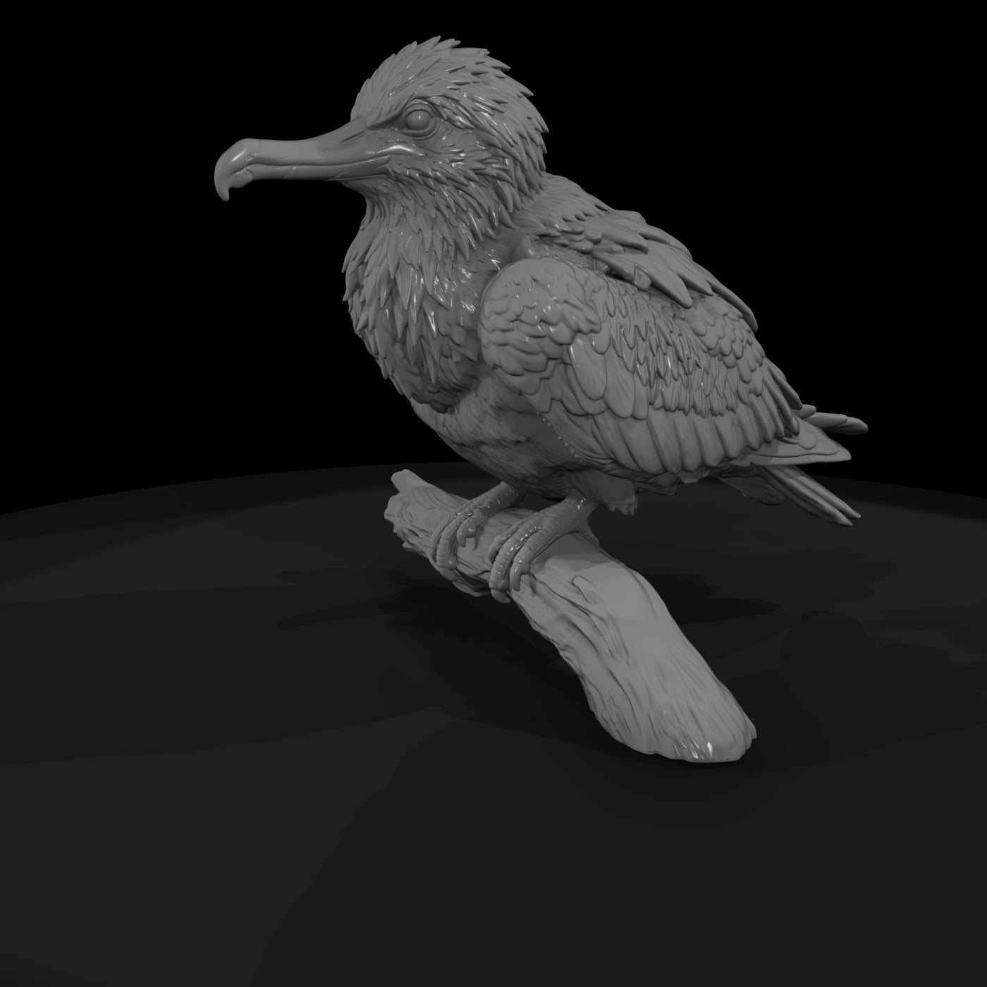 ant-138-frigatebird-adolescent