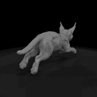 ant-165-caracal-adolescent — thumbnail 5