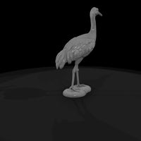 ant-131-sandhill-crane-female — thumbnail 5