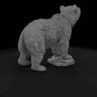 ant-021-grizzly-bear-adolescent — thumbnail 5