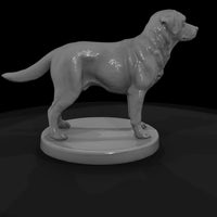 anim-01-labrador-retriever-15c005 — thumbnail 6