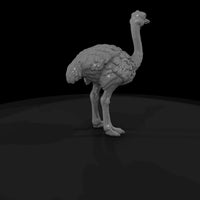 ant-084-ostrich-adolescent — thumbnail 5