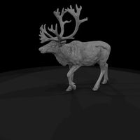 ant-061-caribou-male — thumbnail 5