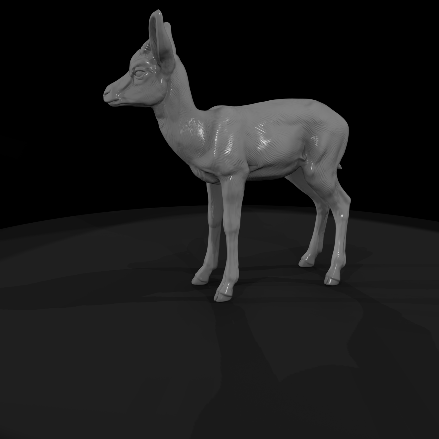 Springbok Antelope Juvenile