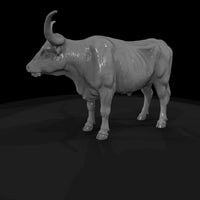 ww-0295-animal-longhorn-cow — thumbnail 5