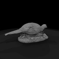 ant-098-ring-necked-pheasant-female — thumbnail 5