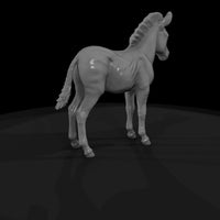 ant-030-plains-zebra-adolescent — thumbnail 5