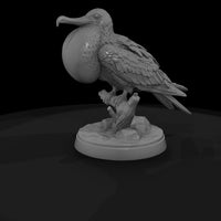 ant-136-frigatebird-male — thumbnail 5
