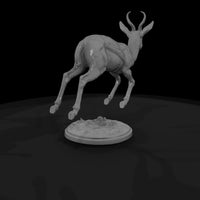 ant-238-springbok-male — thumbnail 5