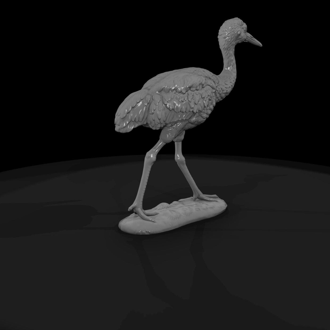 ant-132-sandhill-crane-adolescent