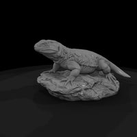 ww-0337-animal-chuckwalla — thumbnail 5