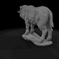 ant-273-musk-ox-adolescent — thumbnail 5