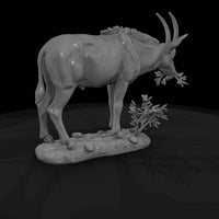 ant-233-sable-antelope-female — thumbnail 5