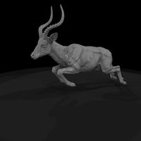 ant-064-impala-male — thumbnail 5