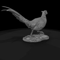 ant-097-ring-necked-pheasant-male — thumbnail 5