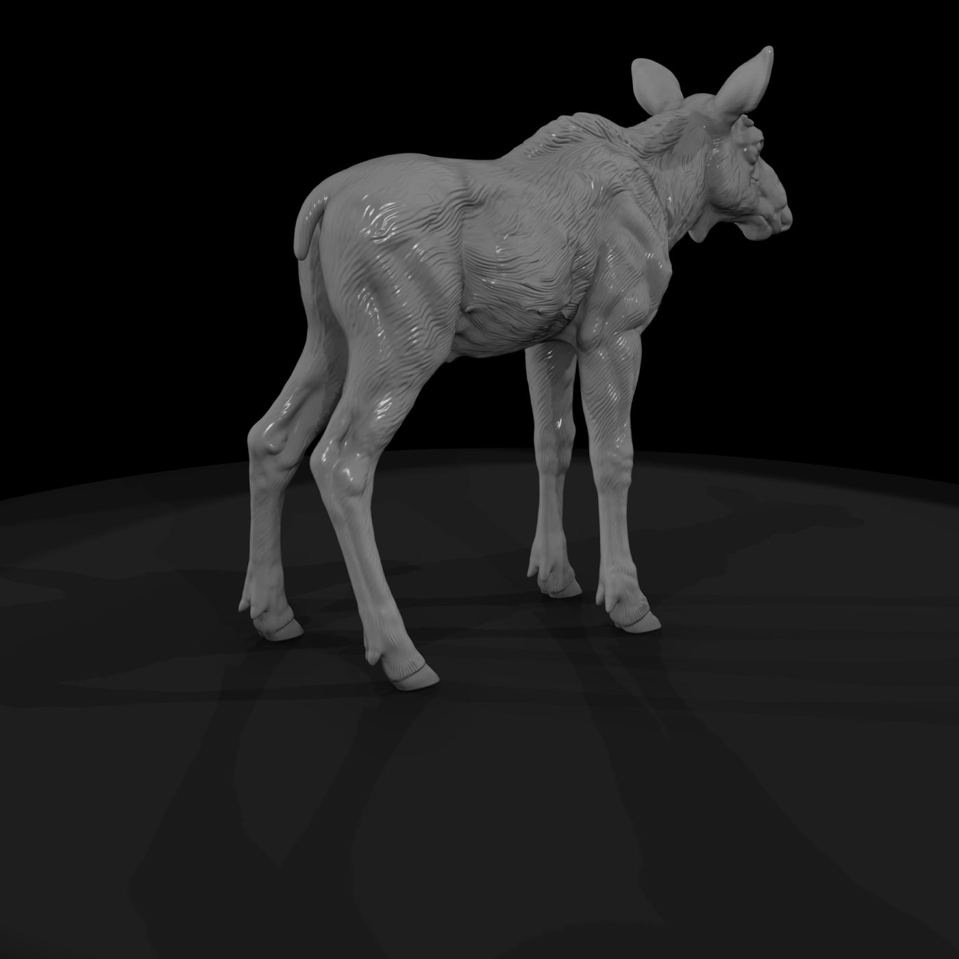 ant-048-moose-adolescent