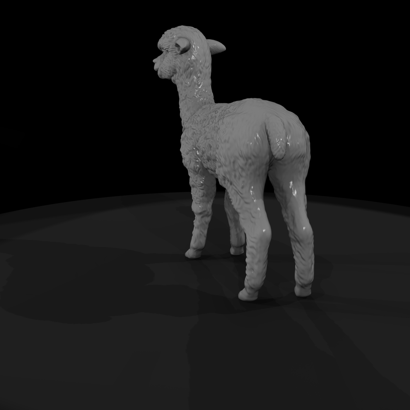 Young Alpaca