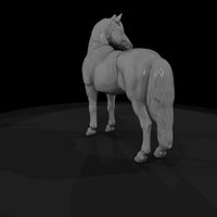 ww-0291-animal-pinto-pony — thumbnail 5