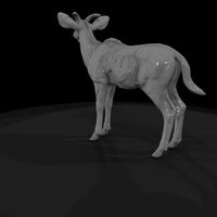 ant-069-greater-kudu-adolescent — thumbnail 5