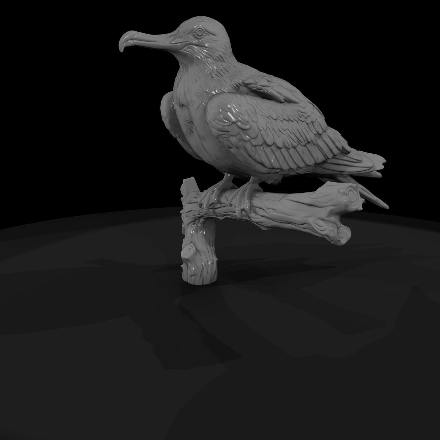 ant-137-frigatebird-female