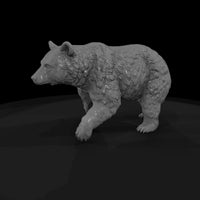 ant-212-american-black-bear-female — thumbnail 5
