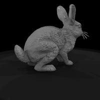 ww-0323-animal-desert-cottontail — thumbnail 5