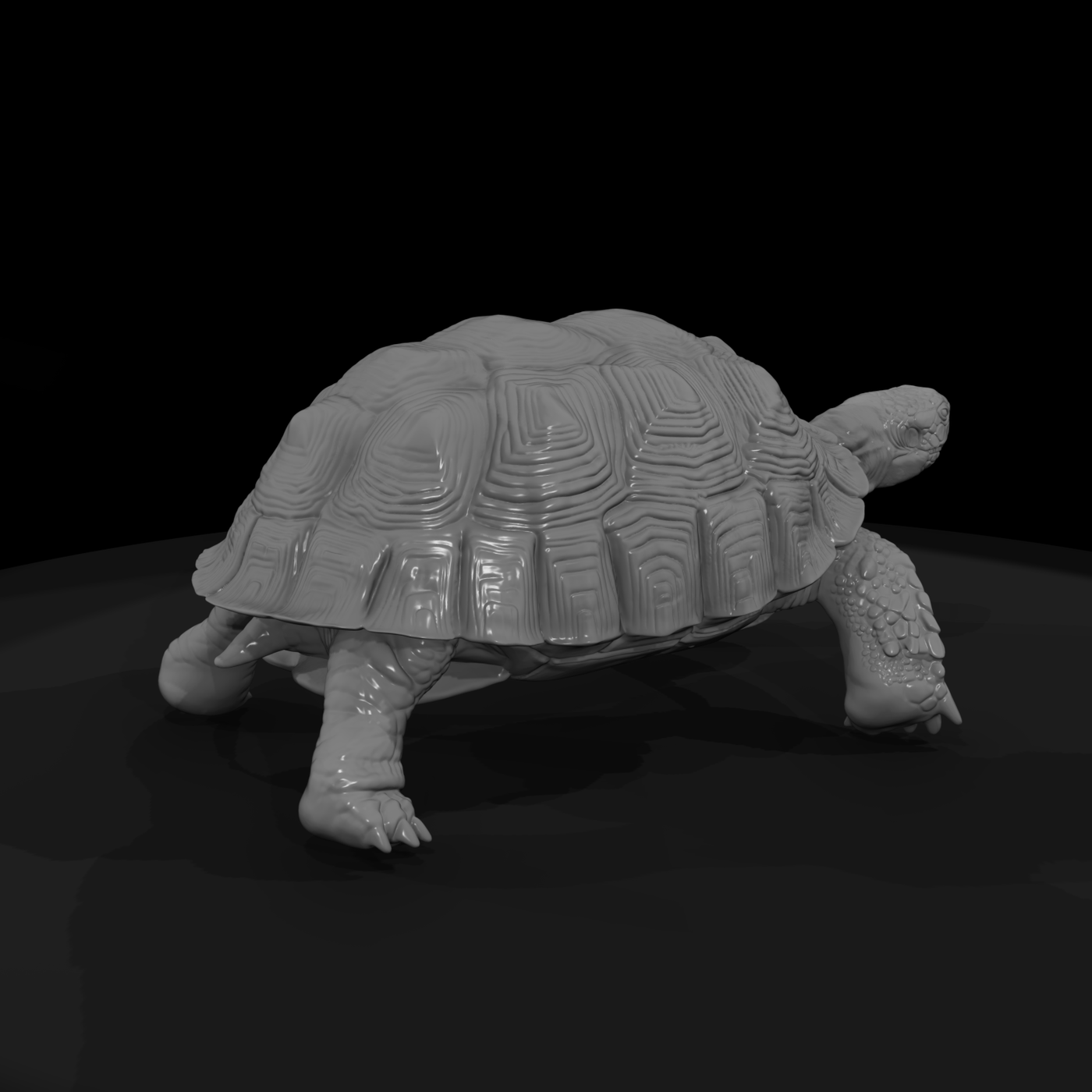 Ww 0335 Animal Desert Tortoise
